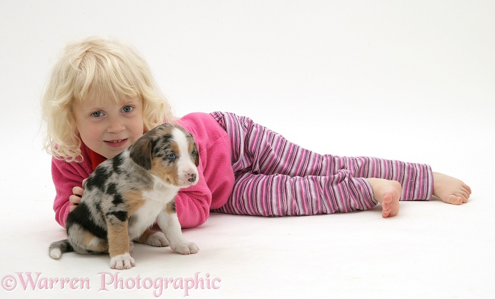 Siena with merle Border Collie pup, white background