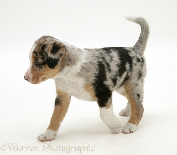 Merle Border Collie pup, white background