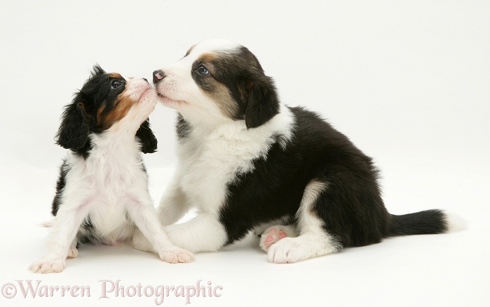 Tricolour Cavalier King Charles Spaniel pup and Border Collie pup, white background