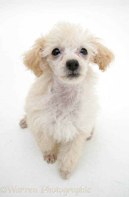 Miniature Apricot Poodle pup, sitting, white background