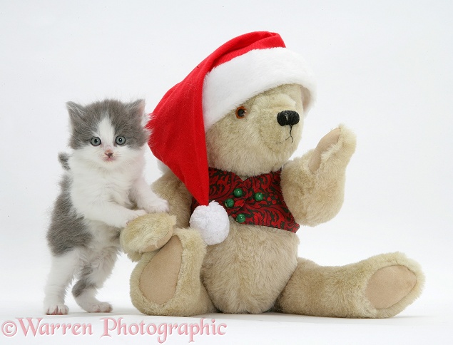 Grey-and-white kitten with teddy in Santa hat, white background