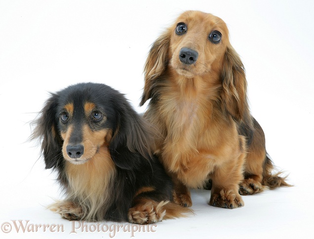 Two miniature longhaired Dachshunds, white background