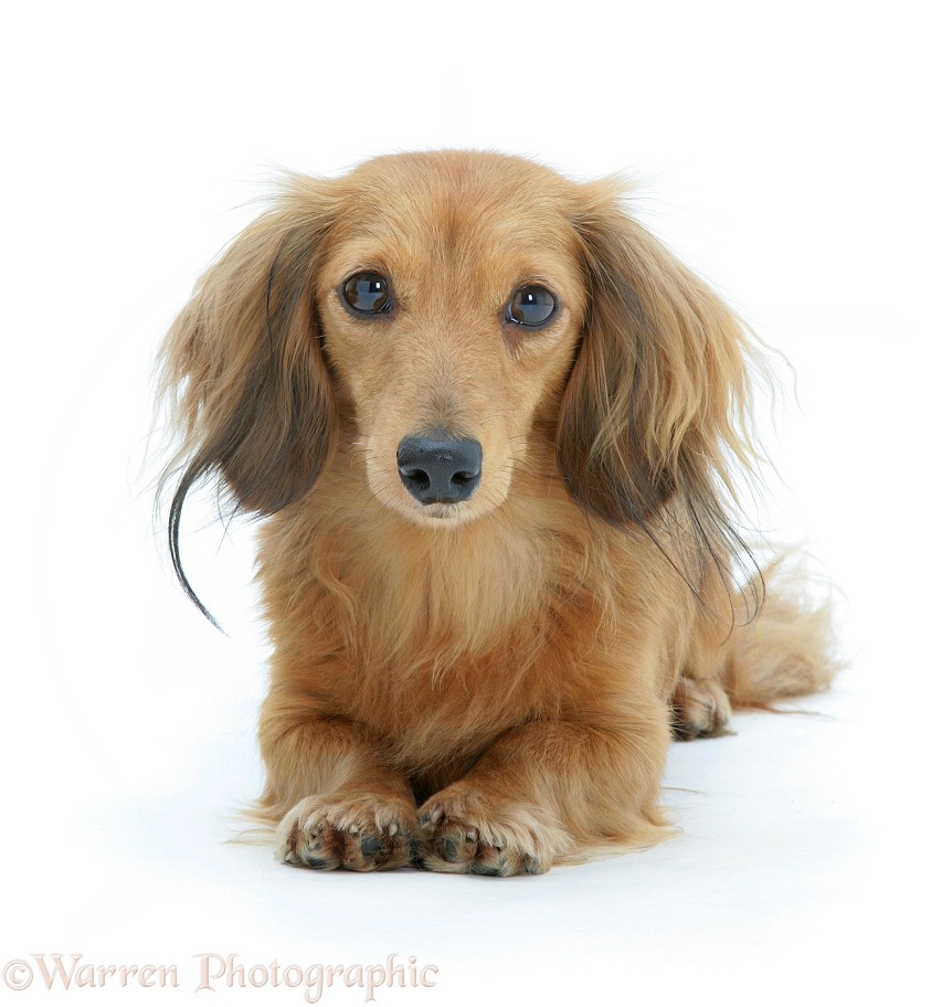 Red miniature longhaired Dachshund lying, head up, white background