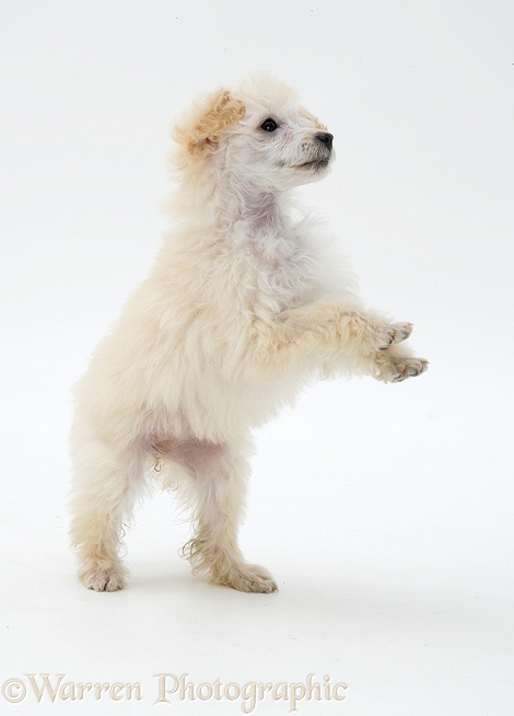 Miniature Apricot Poodle pup, standing on its hind legs, white background