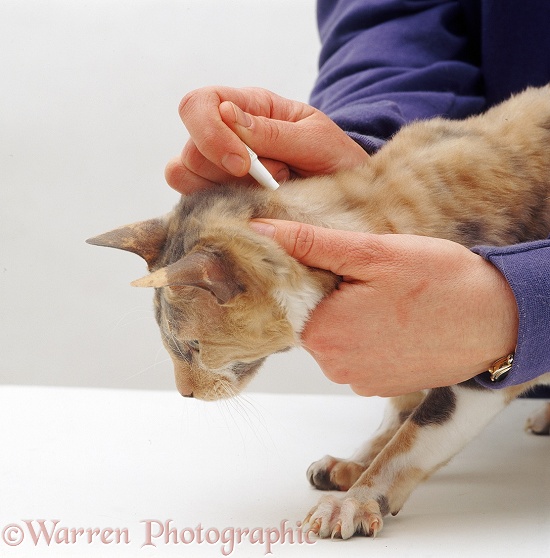 Applying spot-on flea treatment to neck of blue-cream Cornish Rex cat Faberge, white background