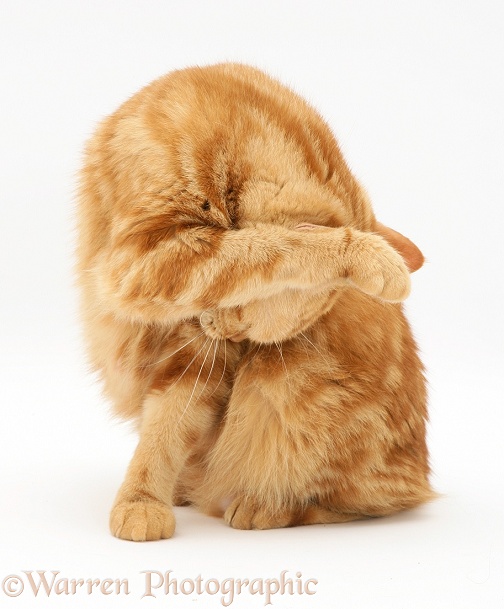 Red tabby British Shorthair cat washing her face, white background