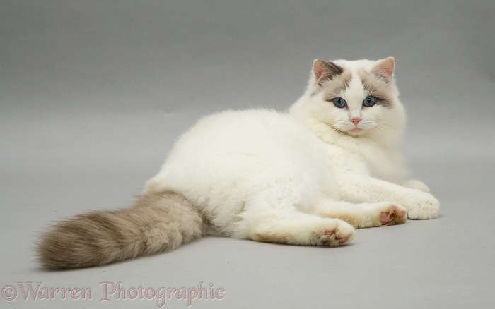 Lilac bicolour Ragdoll cat lying with head up