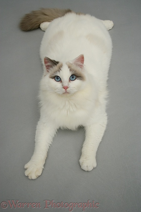 Lilac bicolour Ragdoll cat lying down and looking up