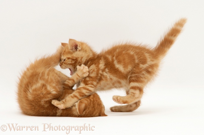 British Shorthair Red tabby kittens playing, white background