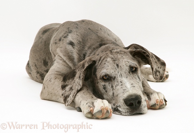 Blue Harlequin Great Dane pup Maisie lying with chin on the floor, white background
