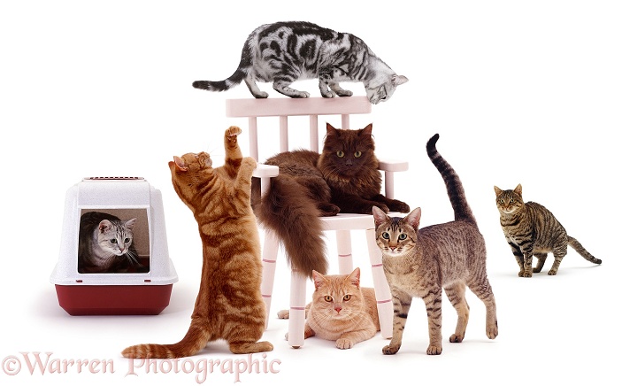 Seven cats on and around a chair, white background
