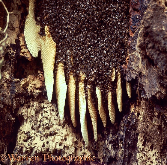 Honey Bee (Apis mellifera) combs in a hollow tree.  Worldwide