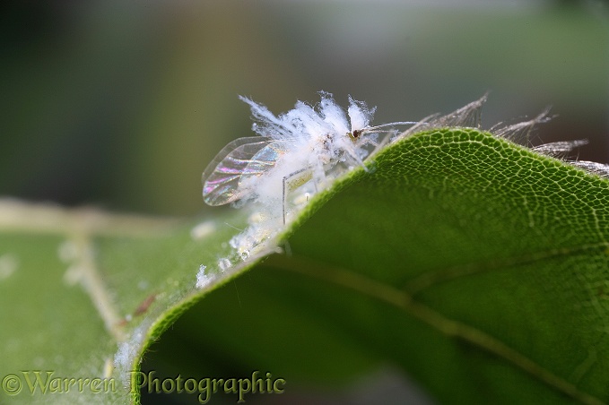 Beech Woolly Aphid (Phyllaphis fagi) on a beech leaf