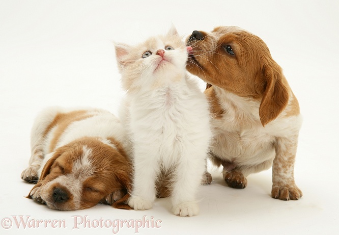 Ginger-and-white Persian-cross kitten Thomson between two Brittany Spaniel pups, white background