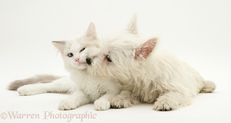 West Highland White Terrier pup and blue-eyed Ragdoll cat, white background