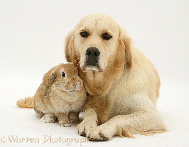 Golden Retriever, Lola, with sandy Lop rabbit, white background