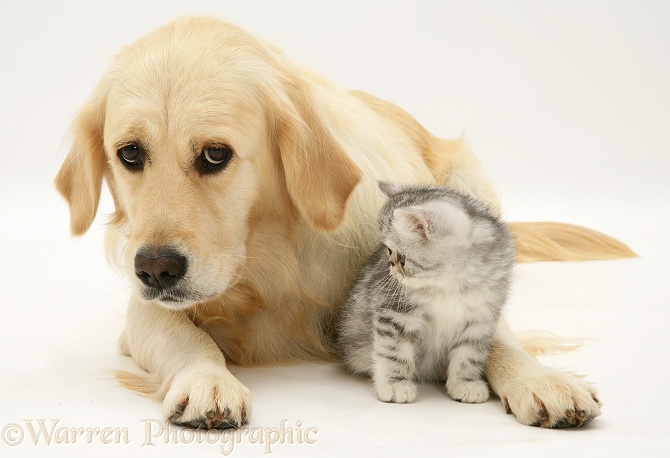 Silver tabby Exotic kitten and Golden Retriever bitch, Lola, white background