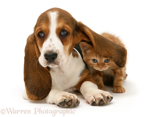 Ginger kitten under the ear of a Basset pup, white background