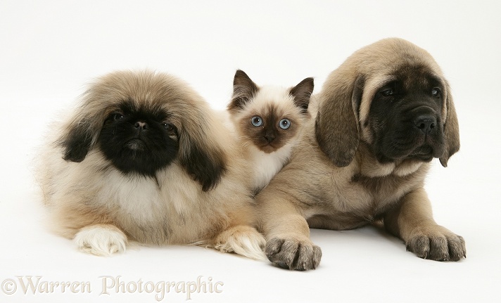 Pekingese and English Mastiff pups with Birman-cross kitten, white background