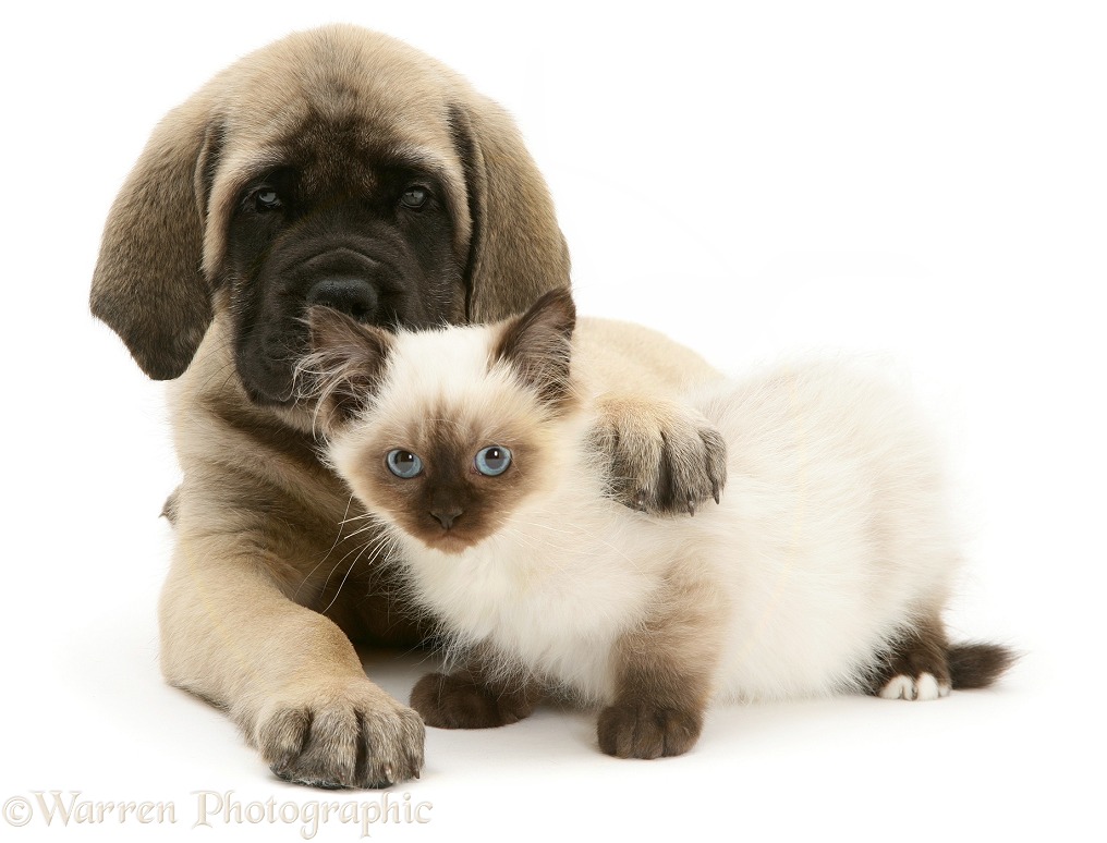 English Mastiff pup with young Birman-cross cat, white background