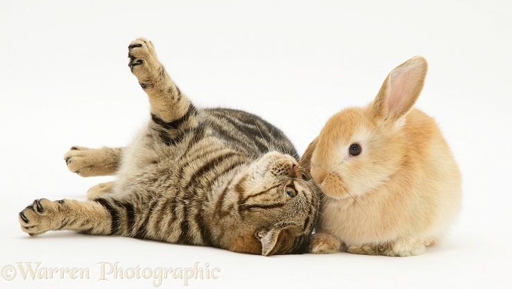 British Shorthair Brown Spotted cat, Tiger Lily, with baby sandy Lop rabbit, white background
