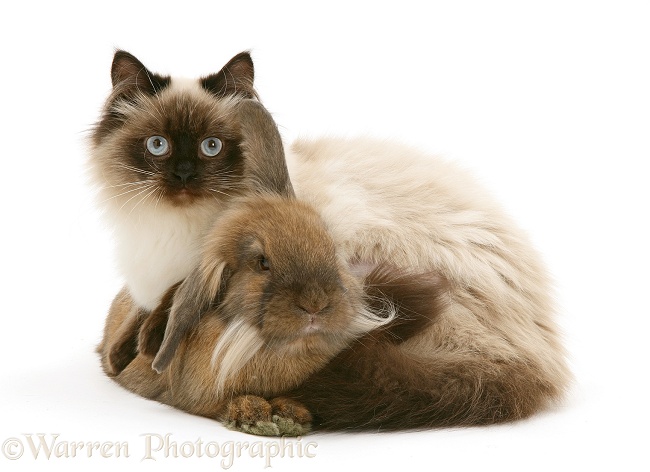 Young Birman-cross cat Dwarf Lionhead x Lop rabbit, white background