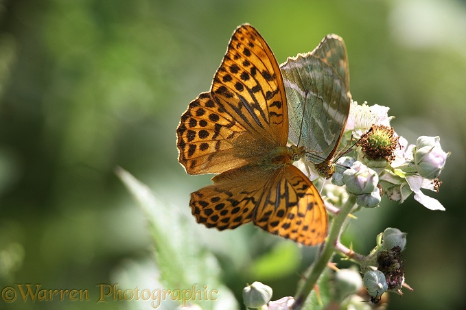 Silver-washed Fritillary (Argynnis paphia) feeding female being harassed by male.  Europe