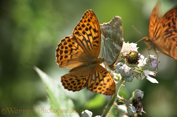 Silver-washed Fritillary (Argynnis paphia) feeding female being harassed by males.  Europe