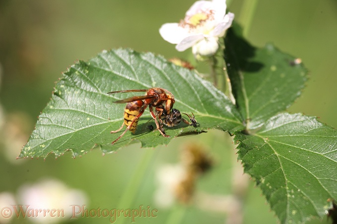 Hornet (Vespa crabro) worker decapitating Honey Bee (Apis mellifera) prey before flying off with it.  Europe