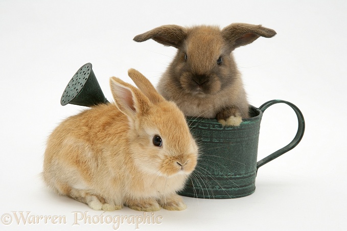 Baby rabbits and watering can, white background