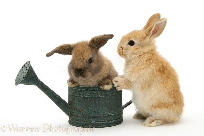 Baby rabbit in a watering can, white background