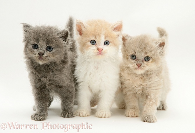 Blue, Ginger-and-white, and lilac Persian-cross Thomasina kittens, white background