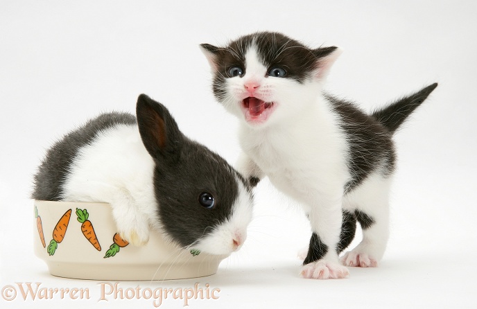 Black-and-white kitten with grey-and-white rabbit in a food bowl, white background