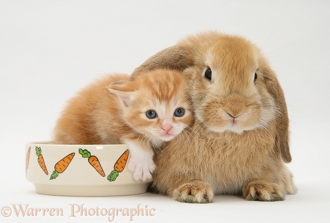 Ginger kitten with a young Sandy Lop rabbit; kitten in the rabbit's food bowl, white background