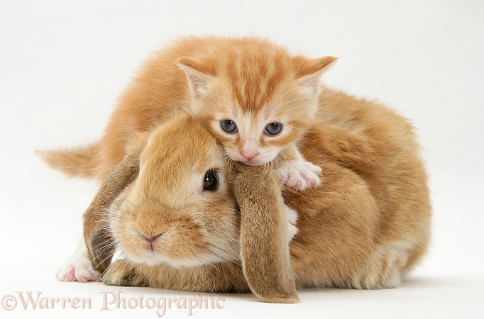 Ginger kitten with a young Sandy Lop rabbit, white background