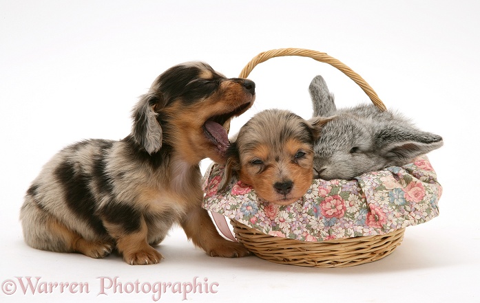 Silver dapple miniature Dachshund pup yawning, with another asleep in a basket with a baby silver Lop rabbit, white background