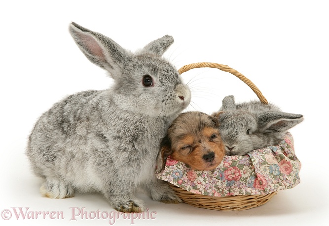 Young silver Lop rabbit with Miniature Dachshund pup and baby silver Lop rabbit asleep in a basket, white background