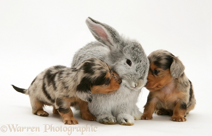Silver dapple miniature Dachshund pups with a young silver Lop rabbit, white background