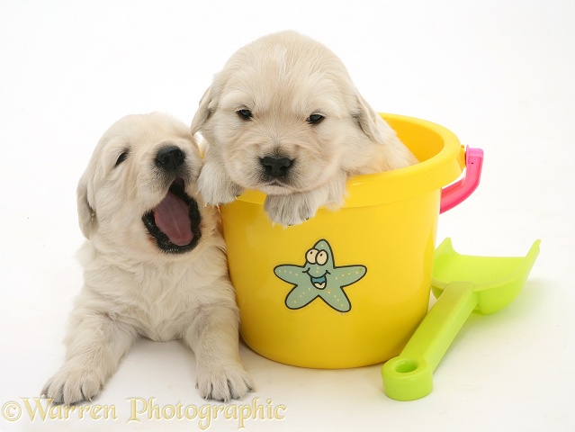 Yellow Retriever puppy in a plastic bucket and another lying beside and yawning, white background