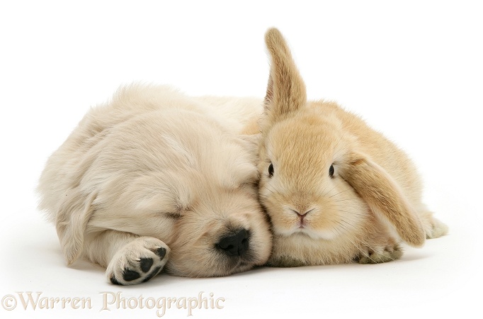 Sleepy Golden Retriever pup and young Sandy Lop rabbit, white background