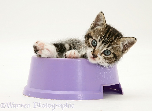 Tabby kitten in a food bowl, white background