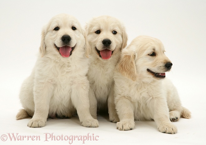 Three Golden Retriever pups sitting, white background