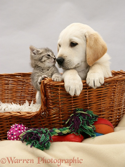 Yellow Labrador Retriever pup and blue tabby kitten, both 7 weeks old, in a basket