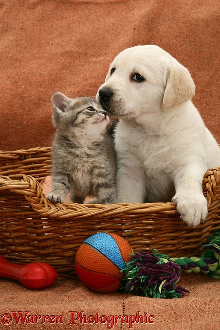 Yellow Labrador Retriever pup and blue tabby kitten, both 5 weeks old, in a basket