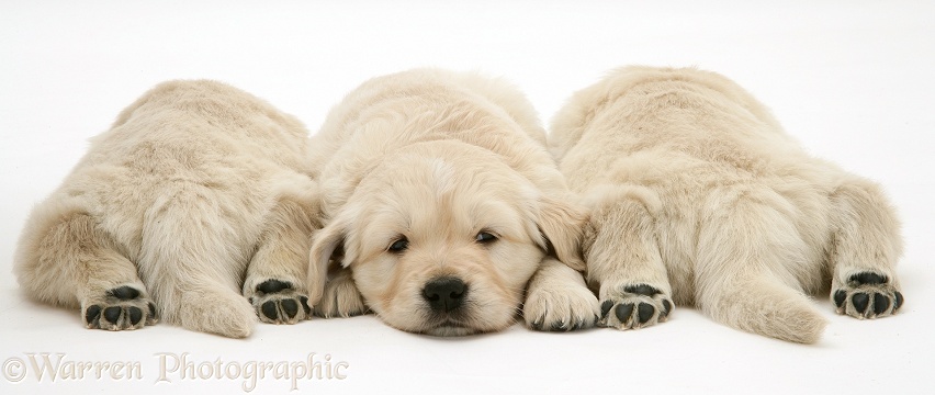 Golden Retriever pups asleep, two back view, hind paws outstretched, white background