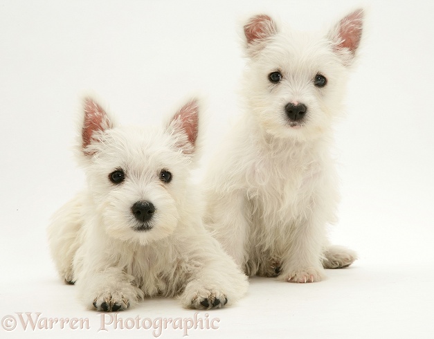 West Highland White Terrier pups, white background