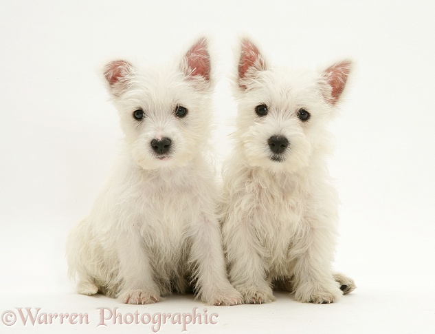 West Highland White Terrier pups, white background