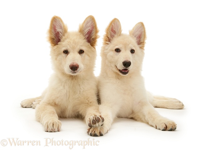 White German Shepherd Dog pups, white background