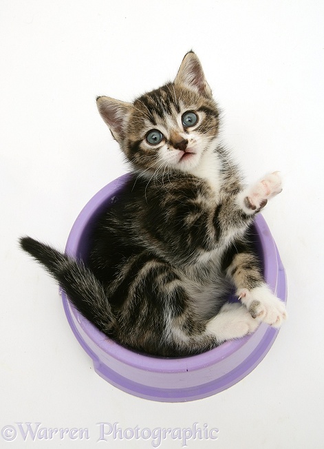 Tabby kitten lying upside-down in a food bowl, white background