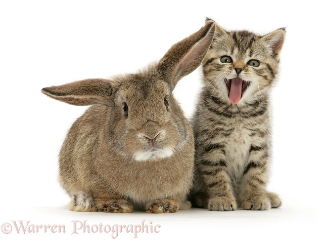 British Shorthair brown tabby female kitten, yawning, with young agouti 'windmill ears' rabbit, white background